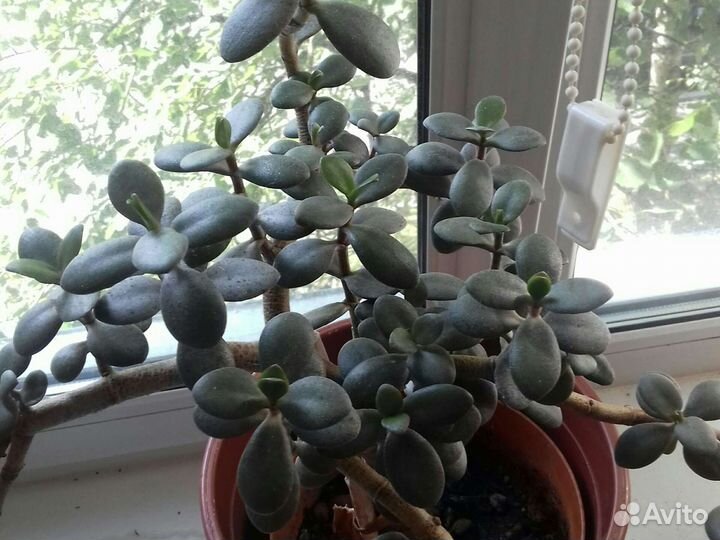 Денежное дерево толстянка