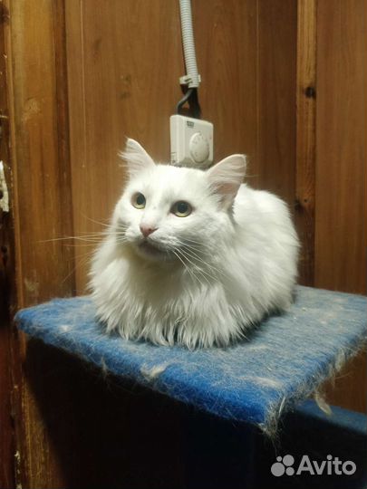 Белый кот