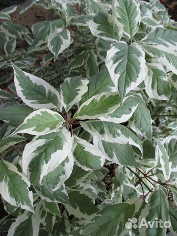 Саженцы- дерен