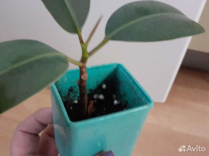 Фикус Эластик