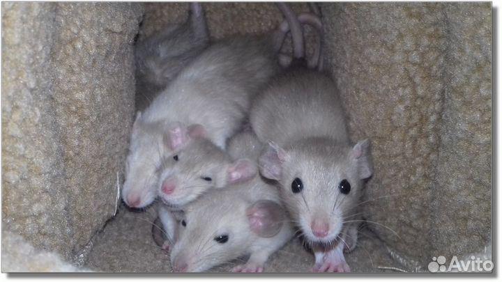 Крысята Дамбо. Крысы окрас шампань. Питомник