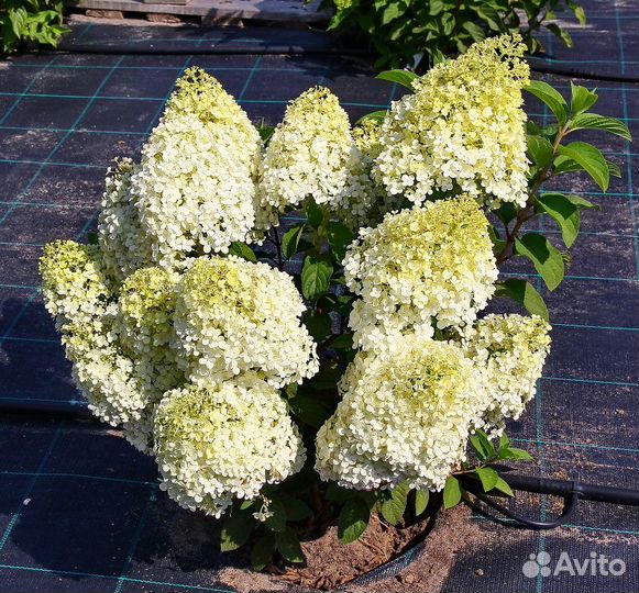 Гортензия бобо