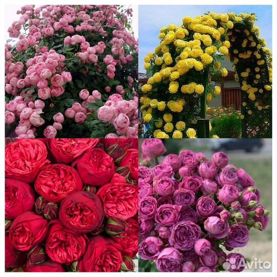 Розы сотовые огромный выбор