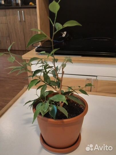 Фикус Бенджамина Бафт