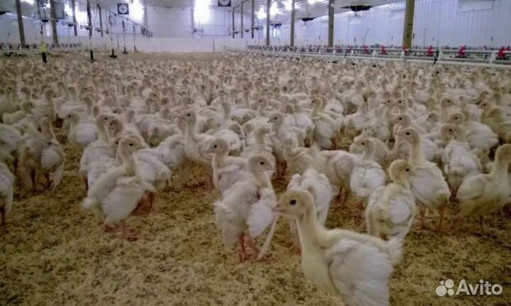 Индейка подрощенная Хайбрид