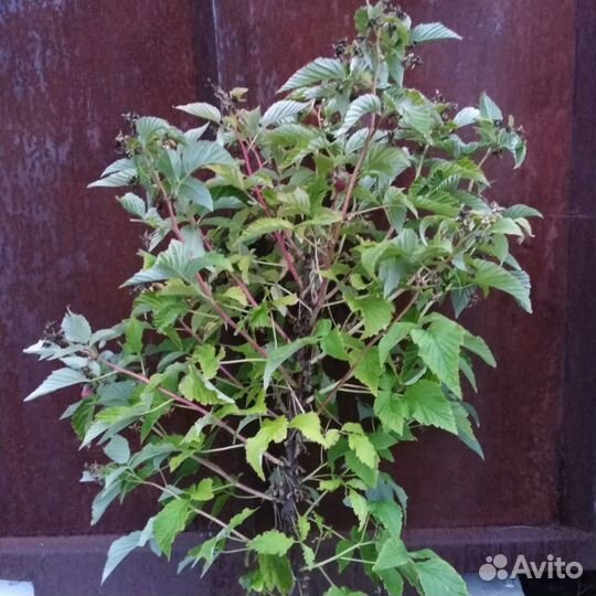 Малина летняя сорт 