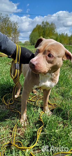 Редкого окраса питбуль в добрые руки