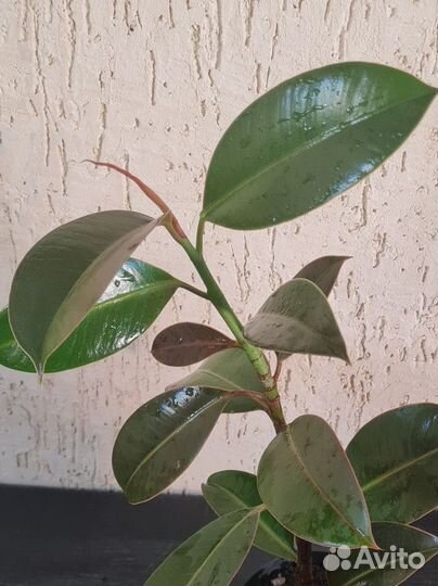 Фикус эластика Мелани