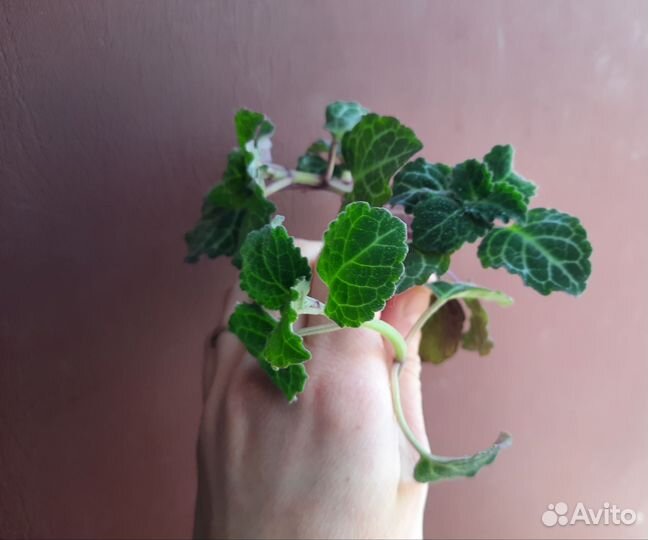 Плектрантус Эртендаля и реснитчатый Нико