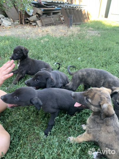 Щенки грейхаунд