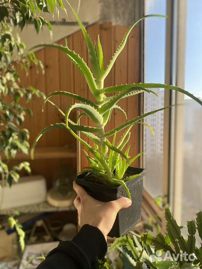 Комнатные цветы