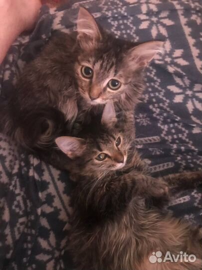 Отдаю в добрые руки