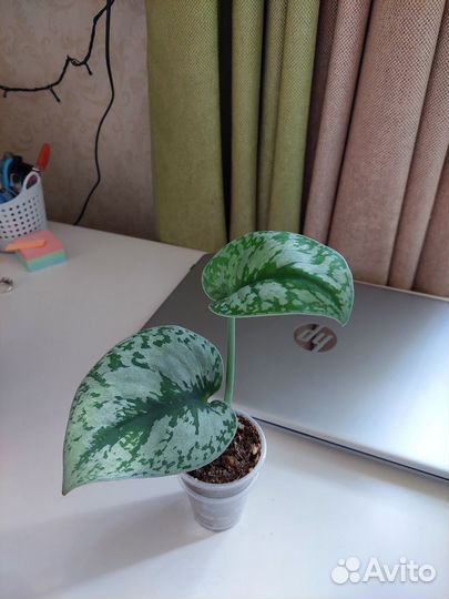 Антуриум Свит Дрим и другие растения