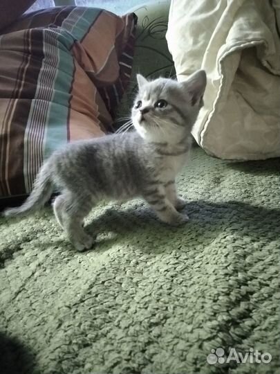 Шотландские котята, девочки