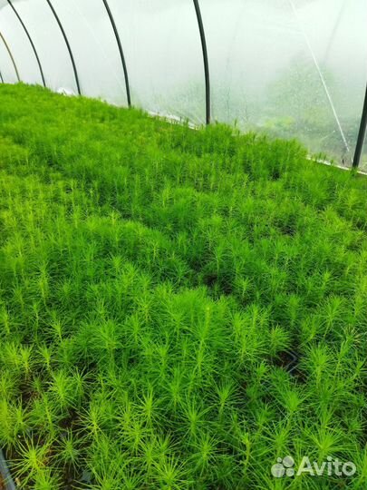 Посадочный материал сосна и ель (окс,зкс)