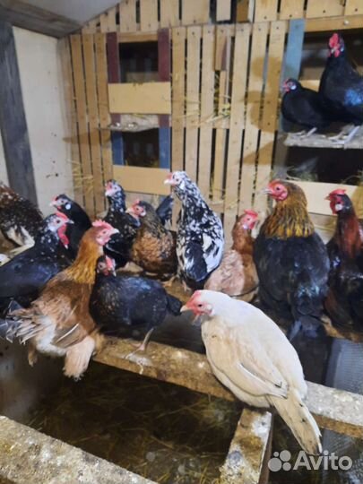 Куры бентамки