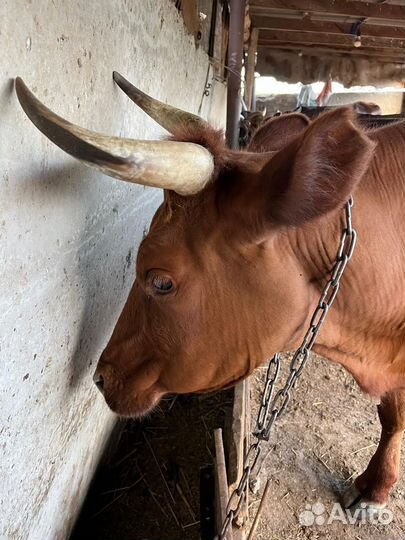 Коровы дойные молочные