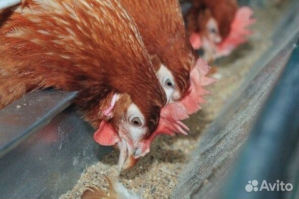 Куры несушки Белые