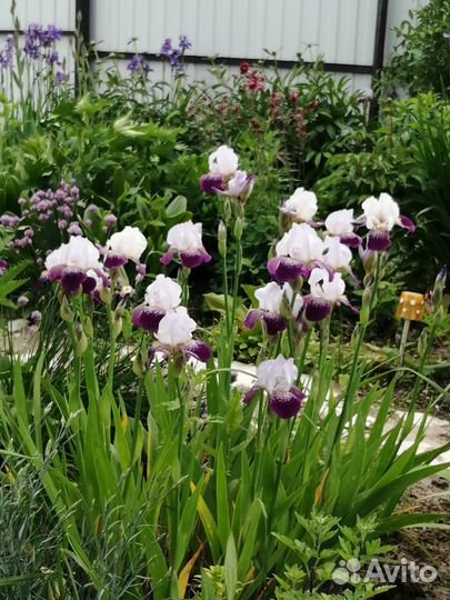Ирисы