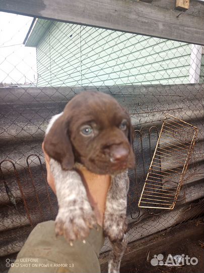 Щенки дратхаара