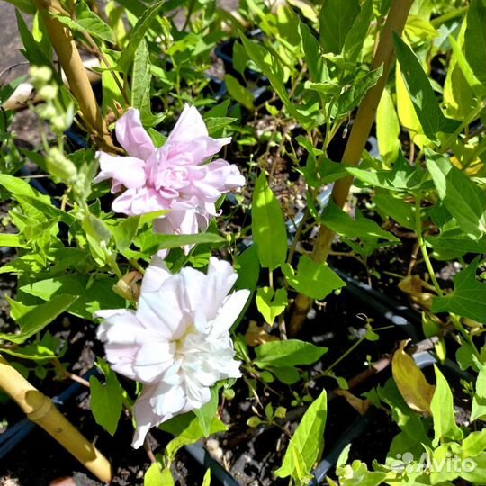 Каллистегия флоре плено лиана из питомника растени