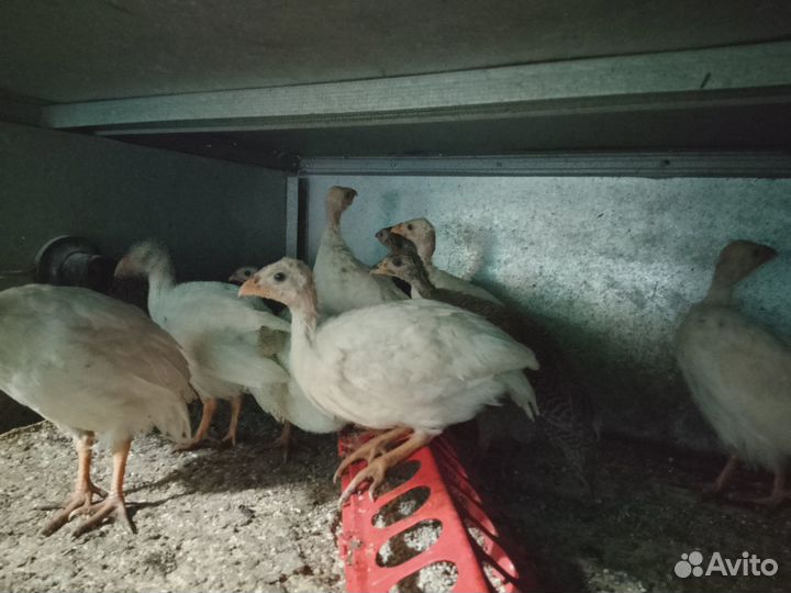 Продам цесарок