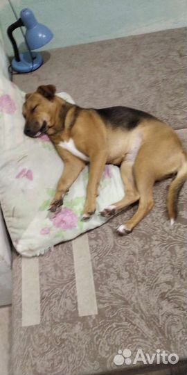 Ищем дом собаке