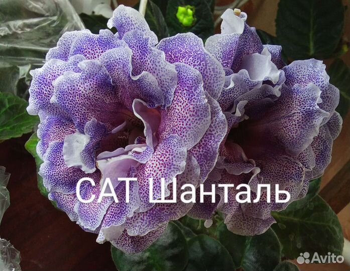 Глоксиния детки, клубни