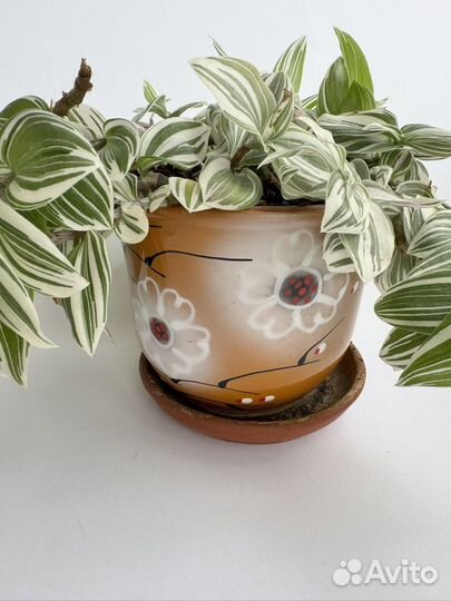 Традесканция приречная Quicksilver