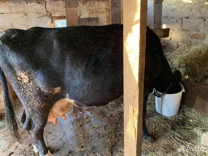 Корова дойная