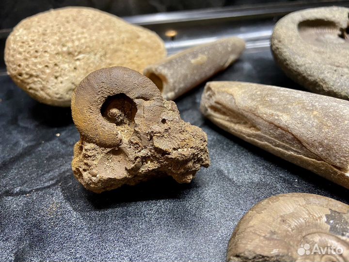 Древние окаменелости животных и кораллов