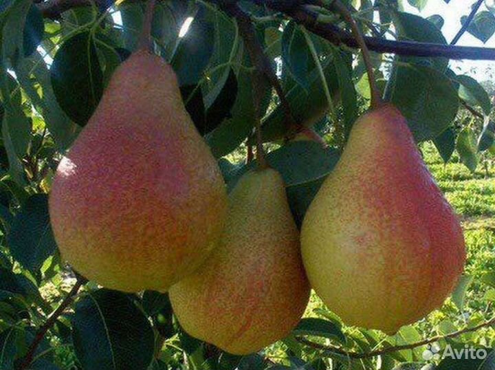 Саженца груши розница опт