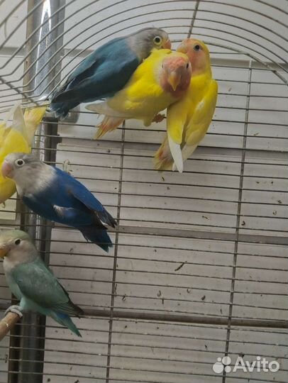 Попугай неразлучники