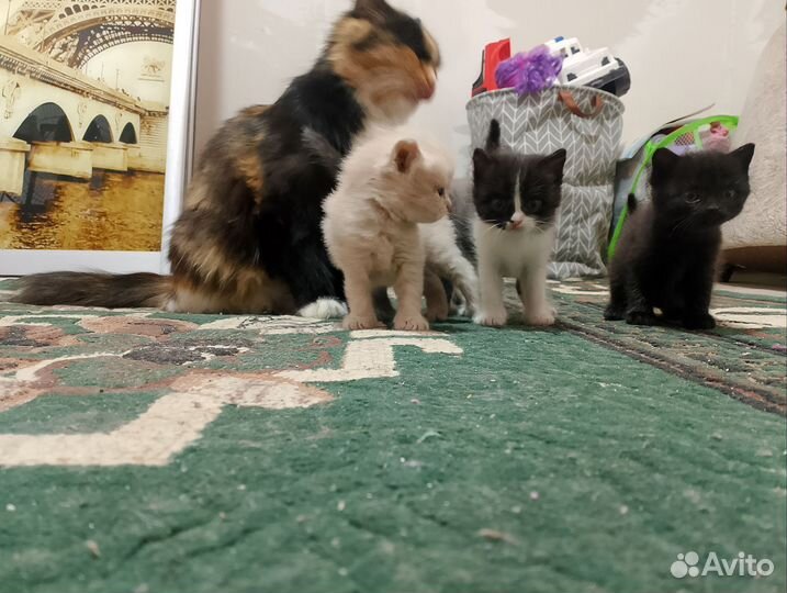 Котята в добрые руки