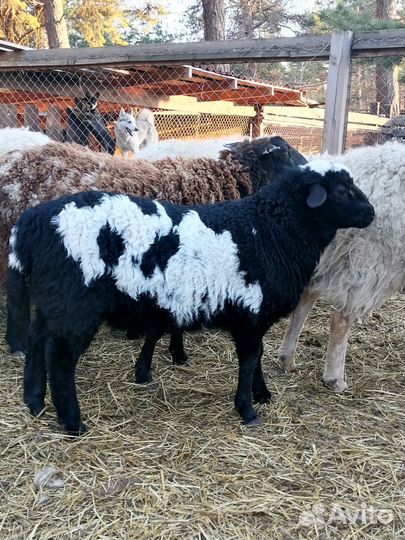 Баранчики помесные от дорпера