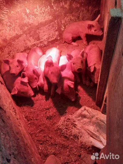 Поросята Дюрок, ландрас