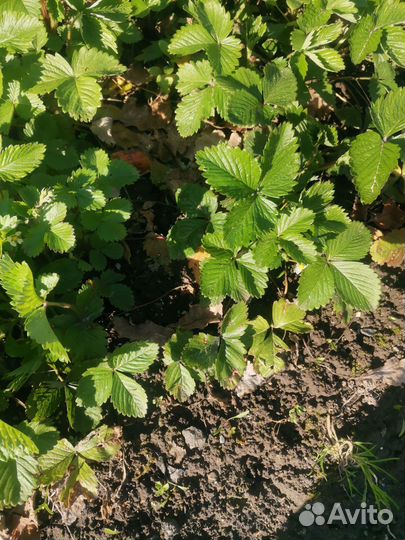 Земляника садовая