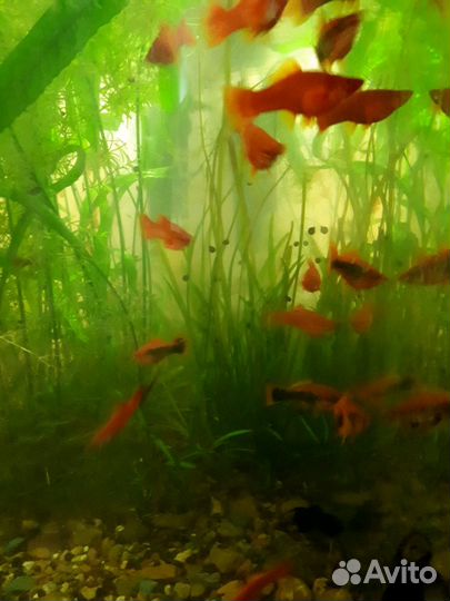 Рыбки и аквариумные растения