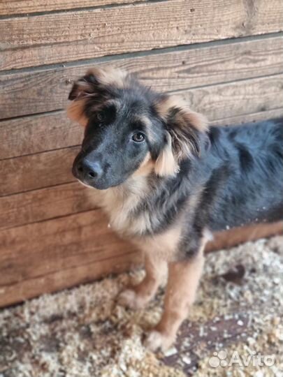 Очаровательный Шкипер ищет семью