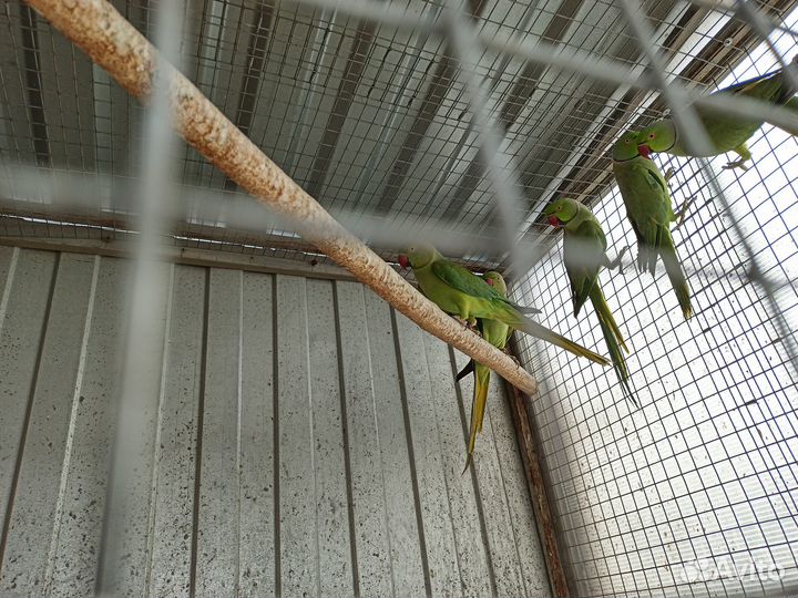 Ожереловые попугаи (мальчики )