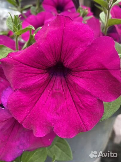Семена петунии Wave purple уп 5шт