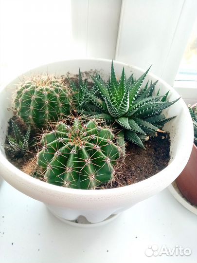 Кактусы и суккуленты