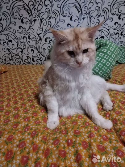 Вязка кота мейн-кун
