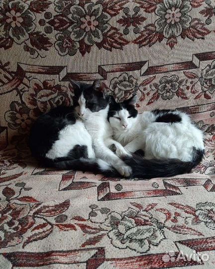 Кот в добрые руки