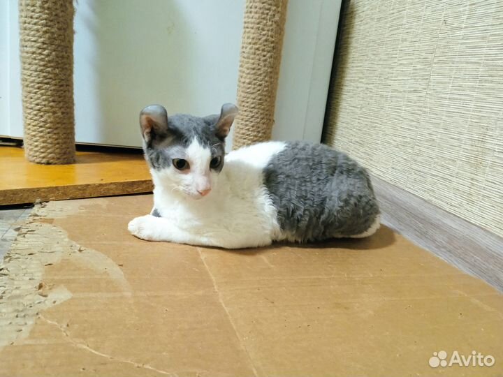 Бриллиантовый эльф