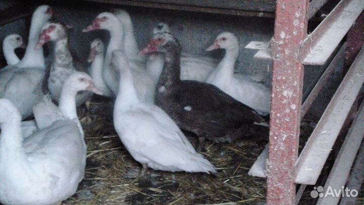 Мускусные утки шипуны красивые