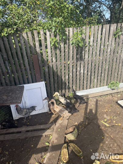 Утки индийский бегунок