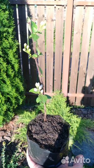 Чубушник (жасмин)