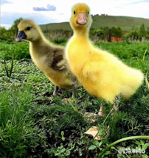 Гусята суточные Линда.Инкубационное яйцо гуся