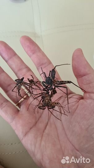 Линьки змей, пауков и скорпионов